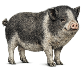 Mini-Hängebauch-Schwein