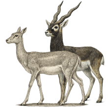 Hirschziegen Antilope