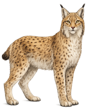 Luchs