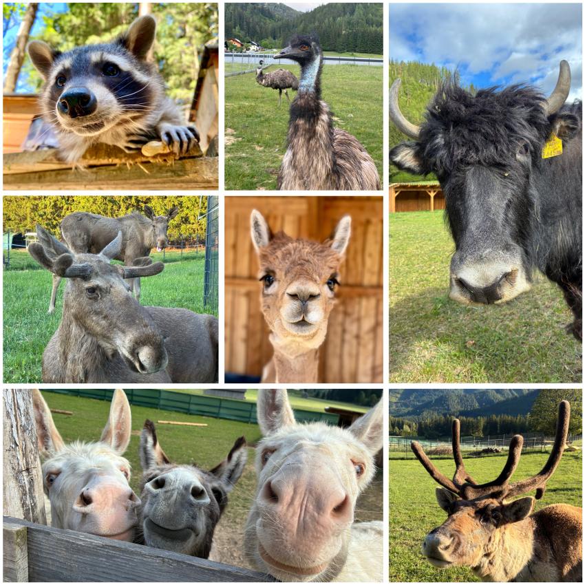 Foto: Tierpark Tragöß
