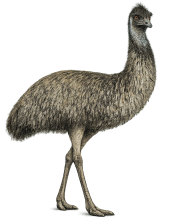Emu