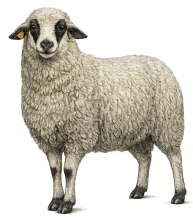 Kärntner Brillenschaf