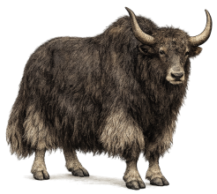 Yak